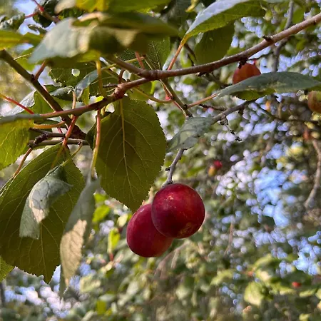 Beautiful Traditional In