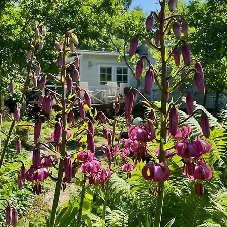 Beautiful Traditional In Villa Hanko