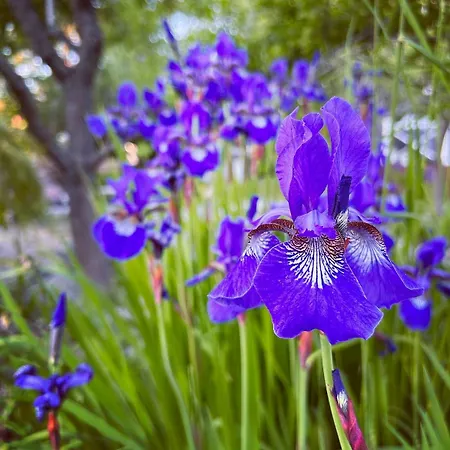 Beautiful Traditional In Hanko